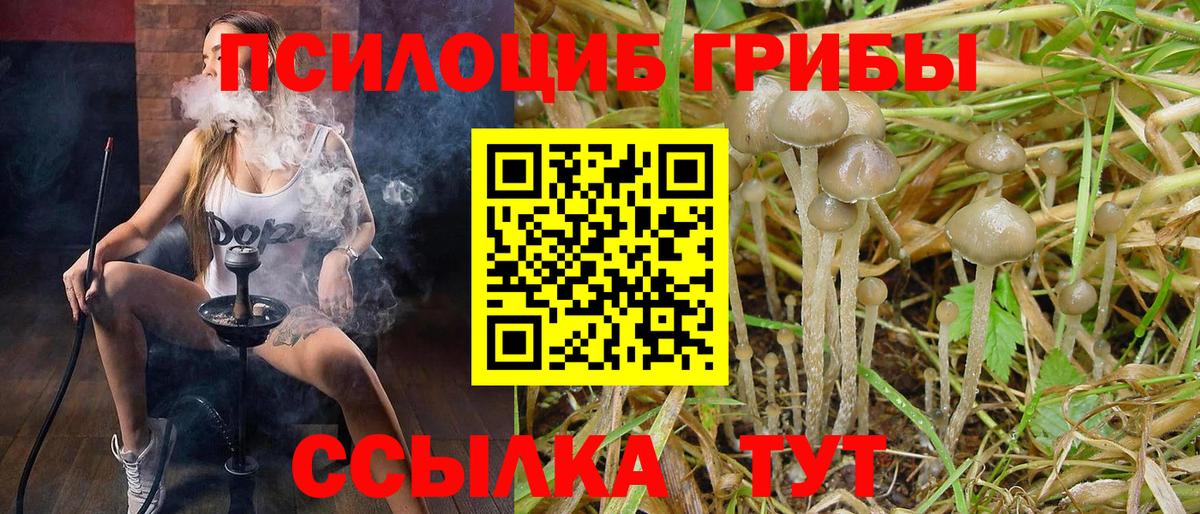 Галлюциногенные грибы Psilocybine cubensis  где найти   Орехово-Зуево  Вход с VPN 